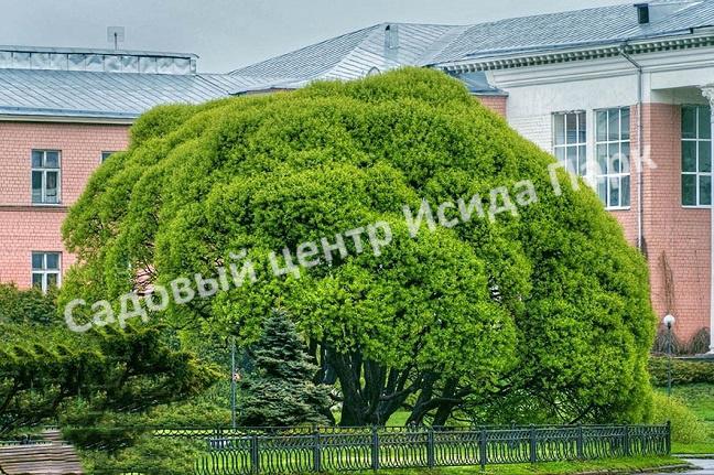 Ива волчниковая, шелюга жёлтая, верба (Salix daphnoides) Ива волчниковая, шелюга жёлтая, верба (Salix daphnoides)