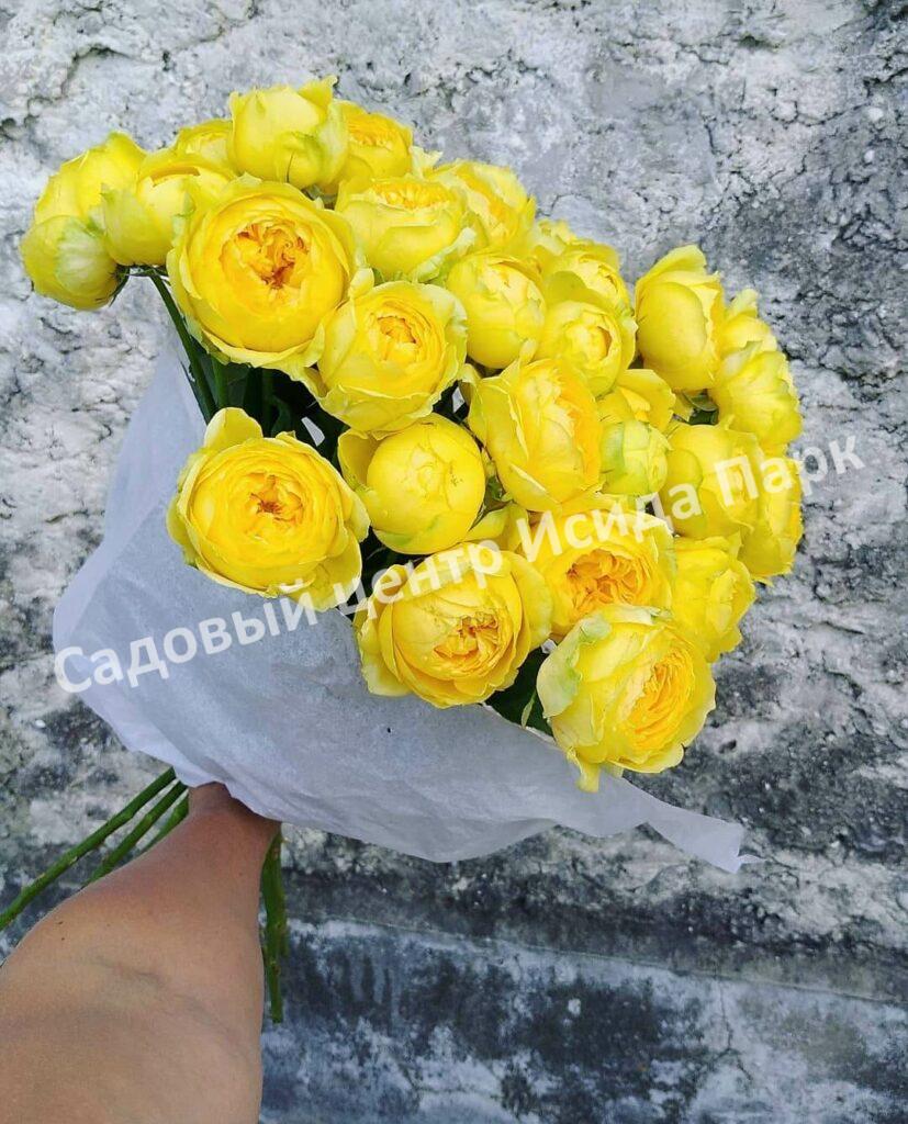 Роза спрей Каталина (Catalina)