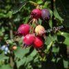 Ирга ольхолистная гладкая Кумулус (Amelanchier arborea Cumulus) 2