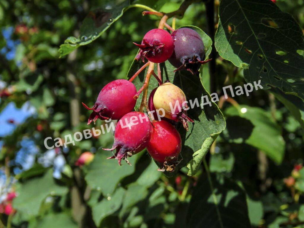 Ирга ольхолистная гладкая Кумулус (Amelanchier arborea Cumulus)