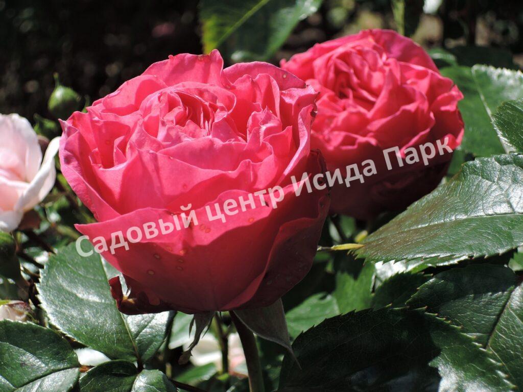 Роза чайно-гибридная Черри Леди (Cherry Lady)