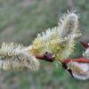 Ива волчниковая, шелюга жёлтая, верба (Salix daphnoides) 4