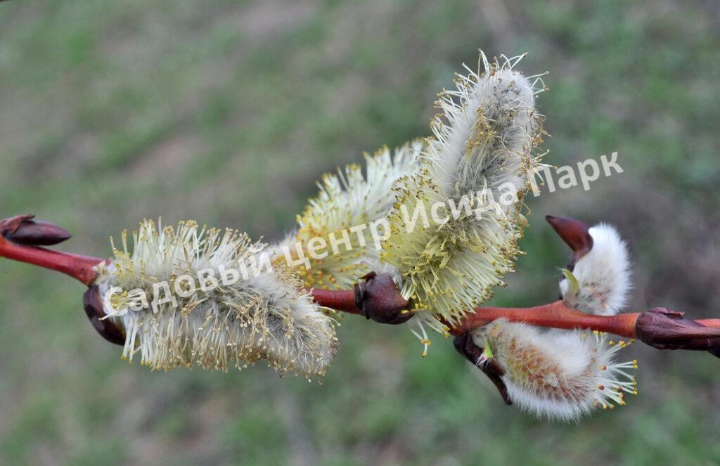 Ива волчниковая, шелюга жёлтая, верба (Salix daphnoides) Ива волчниковая, шелюга жёлтая, верба (Salix daphnoides)