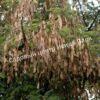 Альбиция Амара (Albizia amara) 2