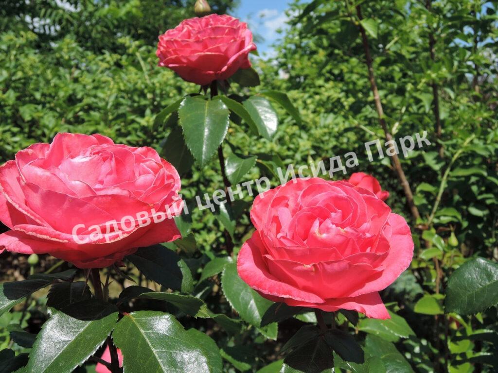 Роза чайно-гибридная Черри Леди (Cherry Lady)