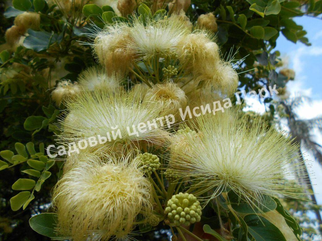 Альбиция Леббек (Albizia lebbeck)
