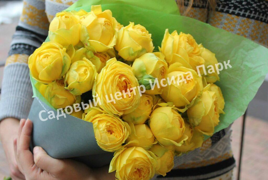 Роза спрей Каталина (Catalina)