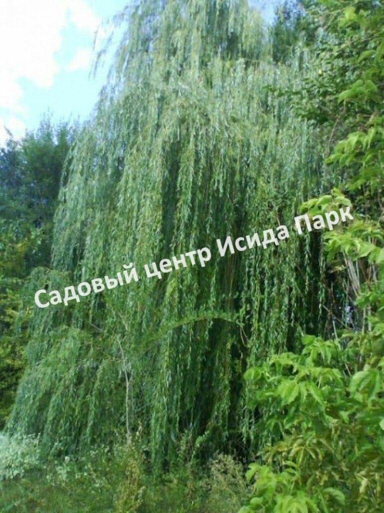 Ива Водопад (Vodopad)