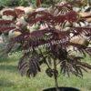 Альбиция Саммер Чоклэт Летний Шоколад (Albizia Summer Chocolate) 3