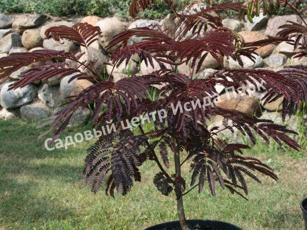 Альбиция Саммер Чоклэт Летний Шоколад (Albizia Summer Chocolate)