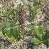 Ива арктическая (Salix arctica) 8