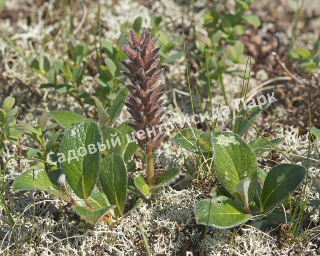 Ива арктическая (Salix arctica)