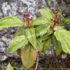 Ива арктическая (Salix arctica) 9