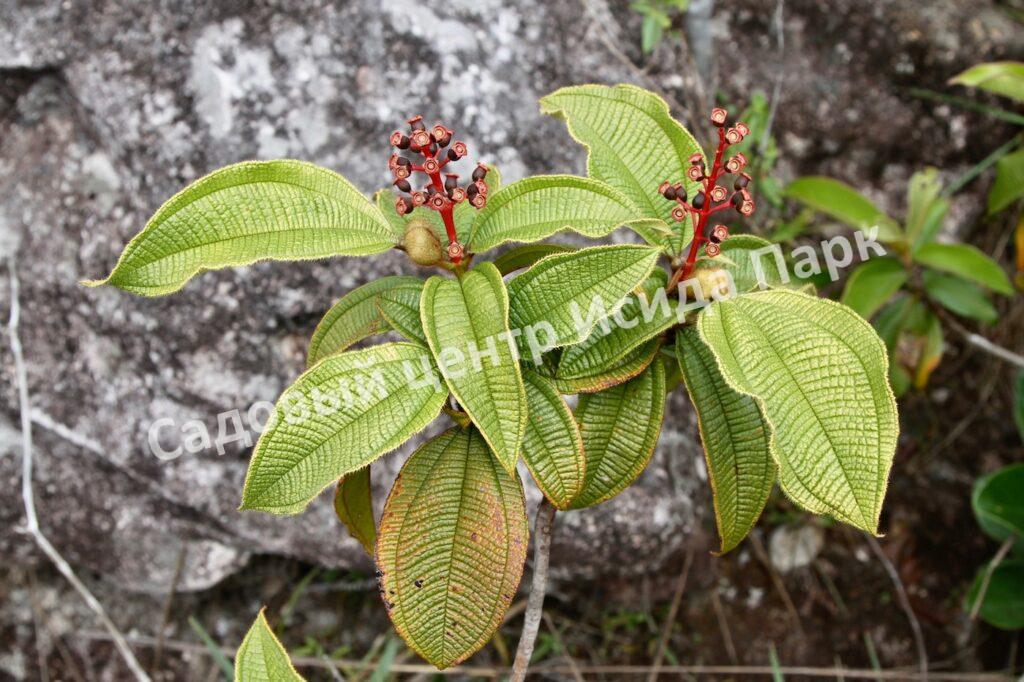 Ива арктическая (Salix arctica)
