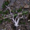 Ива арктическая (Salix arctica) 6