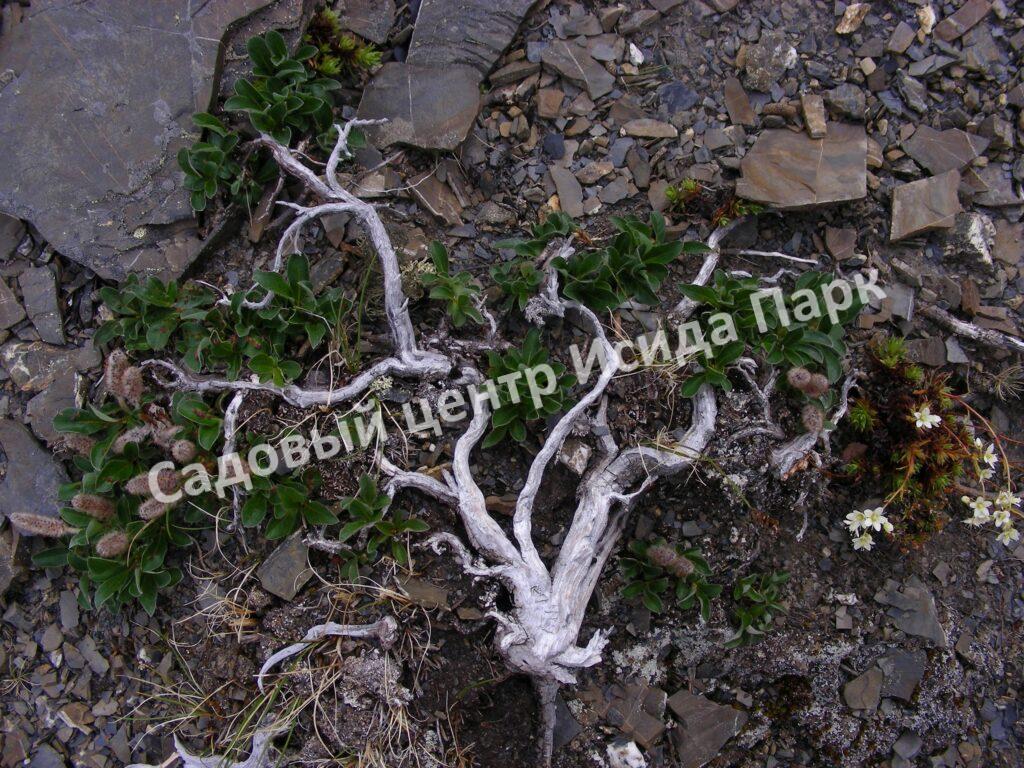 Ива арктическая (Salix arctica)