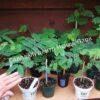 Альбиция Саман (Albizia saman) 3