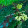 Альбиция пучкоцветковая (Albizia lophantha) 2