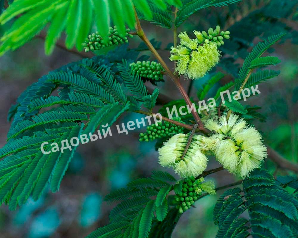 Альбиция пучкоцветковая (Albizia lophantha) Альбиция пучкоцветковая (Albizia lophantha)