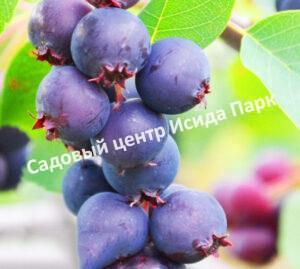 Ирга ольхолистная JB30