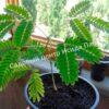 Альбиция Саман (Albizia saman) 4