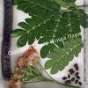 Альбиция Саман (Albizia saman) 7