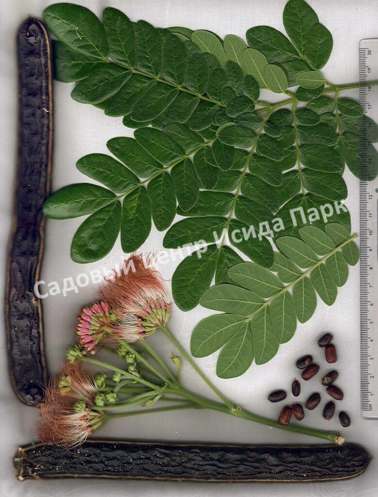 Альбиция Саман (Albizia saman)