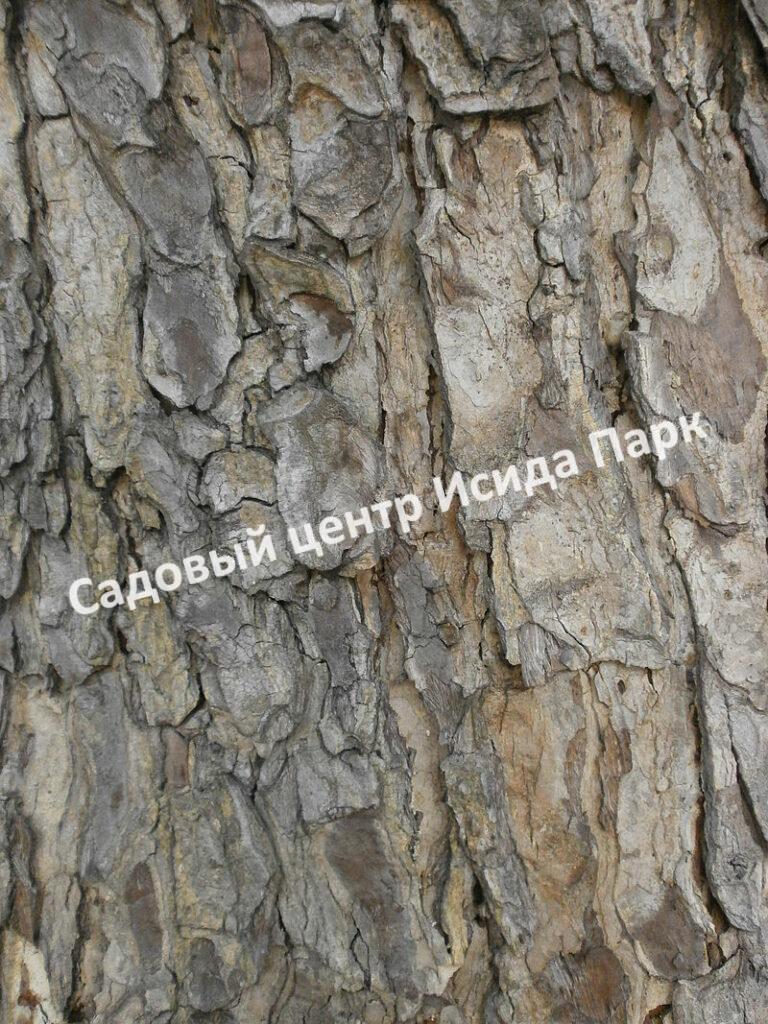 Альбиция Саман (Albizia saman)
