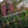 Ива арктическая (Salix arctica) 7