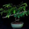 Альбиция Саман (Albizia saman) 5