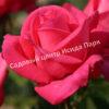 Роза чайно-гибридная Черри Леди (Cherry Lady) 1