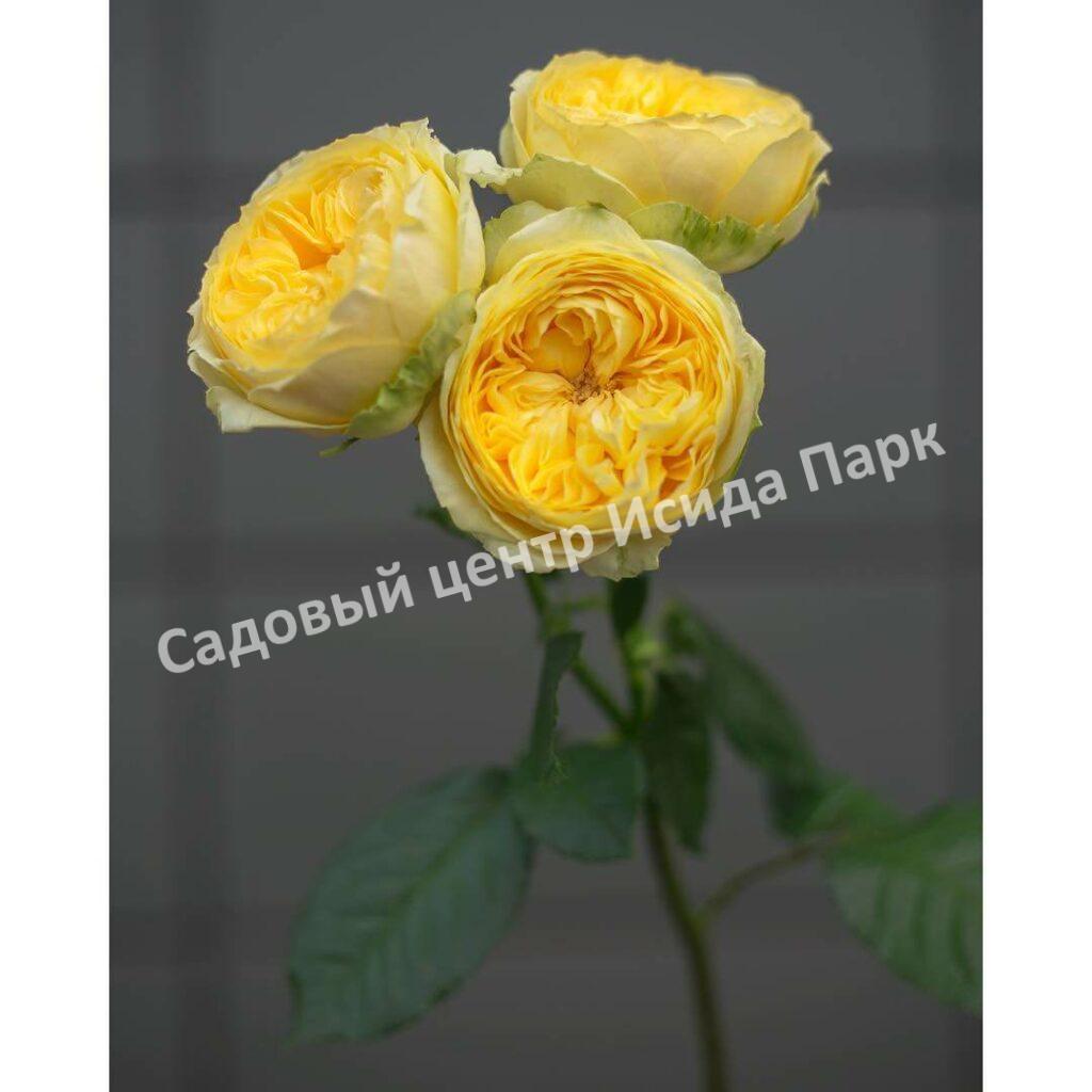 Роза спрей Каталина (Catalina)