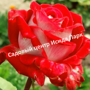 Роза чайно-гибридная Латин Леди (Latin Lady)