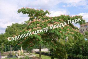Альбиция (Albizia)