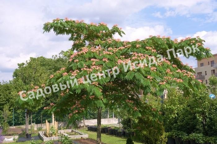 Альбиция (Albizia) Альбиция (Albizia)