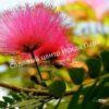Альбиция (Albizia) 2