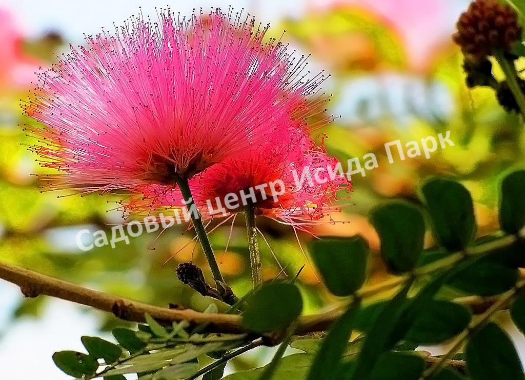 Альбиция (Albizia) Альбиция (Albizia)