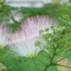 Альбиция (Albizia) 3