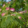 Альбиция (Albizia) 5