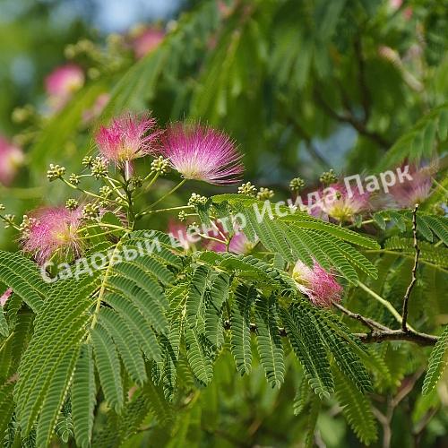 Альбиция (Albizia) Альбиция (Albizia)