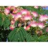 Альбиция (Albizia) 6 Альбиция (Albizia) 6