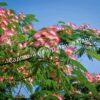 Альбиция (Albizia) 7