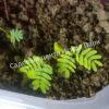 Альбиция пучкоцветковая (Albizia lophantha) 3