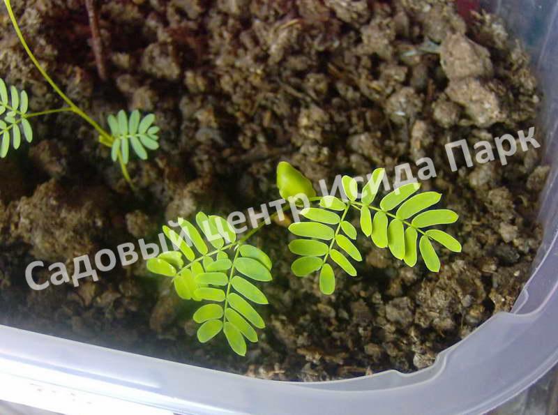 Альбиция пучкоцветковая (Albizia lophantha) Альбиция пучкоцветковая (Albizia lophantha)