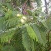 Альбиция Серповидная (Albizia falcataria moluccana) 3