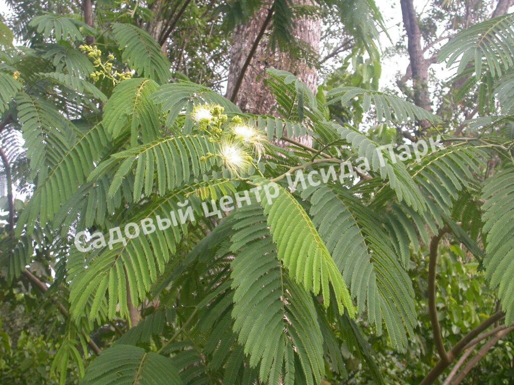 Альбиция Серповидная (Albizia falcataria moluccana)