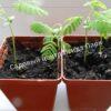 Альбиция пучкоцветковая (Albizia lophantha) 5