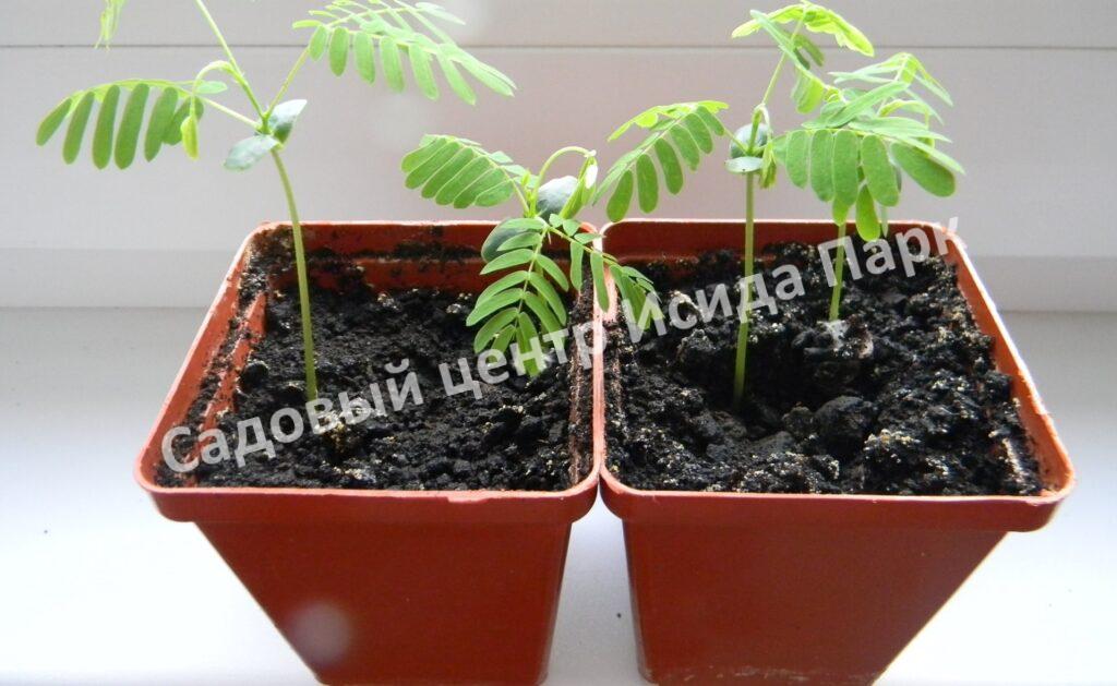 Альбиция пучкоцветковая (Albizia lophantha) Альбиция пучкоцветковая (Albizia lophantha)