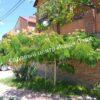 Альбиция пучкоцветковая (Albizia lophantha) 6