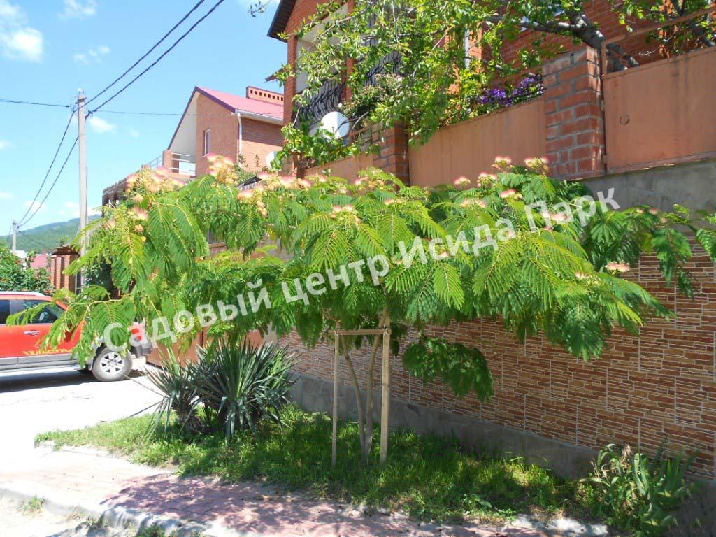 Альбиция пучкоцветковая (Albizia lophantha) Альбиция пучкоцветковая (Albizia lophantha)